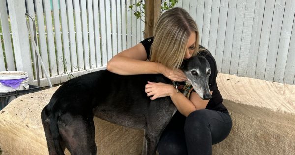 ‘We don’t need another inquiry’: Calls for greyhound racing to be banned following abuse allegations