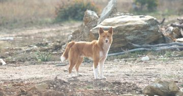 The 'chance encounter' that saw a Bungendore dog become best mates with a dingo