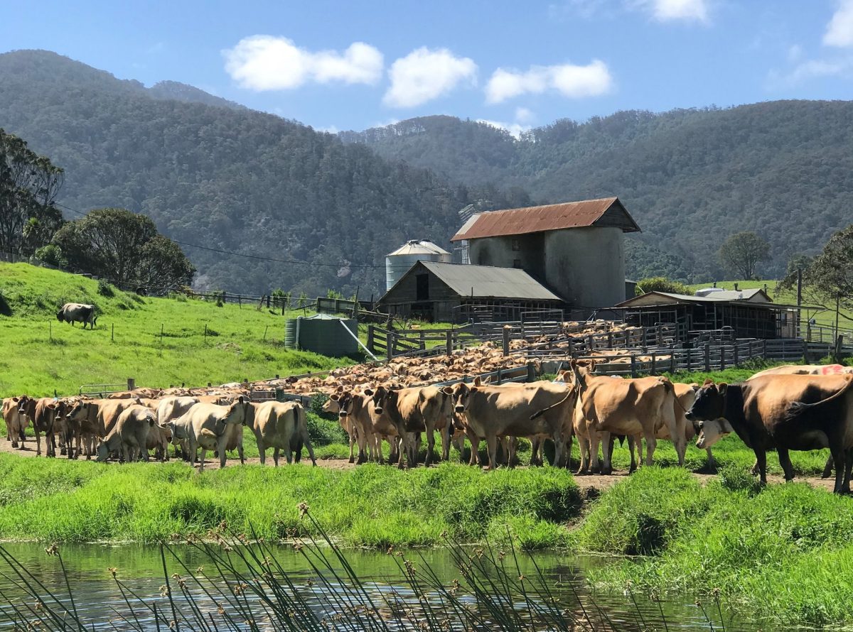 Produce from Tilba Dairy benefits from the humble Jersey cow, clean air from the ocean, rich volcanic soil and water from Mother Mountain Gulaga.