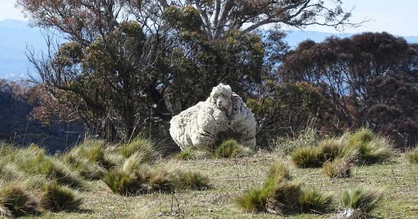 We don't want to ram it home, nor would we ever fleece you, but have we got a gift for ewe