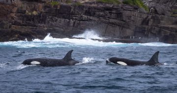 'We struck gold': Search for whales sees photographer snap South Coast killer whale icons
