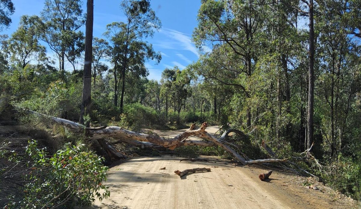 Tree down on road. Eurobodalla 