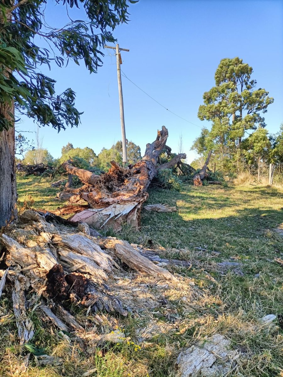 The Brogo Rural Fire Brigade was called when a tree fell on power lines on Wednesday (28 August).