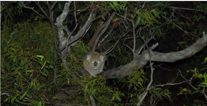 drone vision of a koala in the Eurobodalla