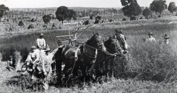 Horses and men working hard for their chaff near Crookwell