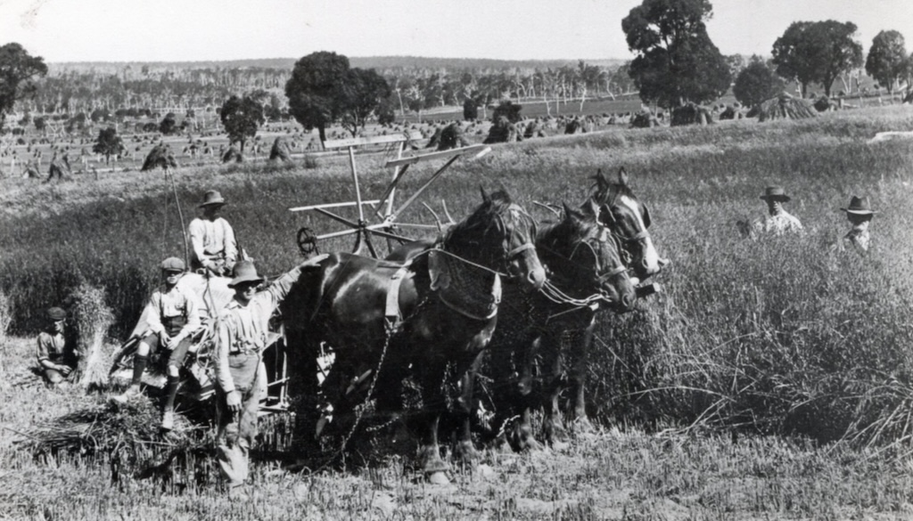 Three men and two boys stooking hay near Crookwell, working behind a team of three heavy horses. The stooks would later be piled up for storage and cut up for chaff to feed horses.