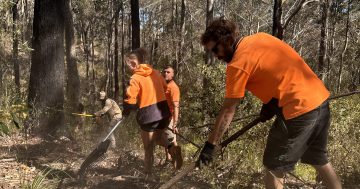 Cultural burn prescribed for South Coast beach to help invasive weed sprout before its removal