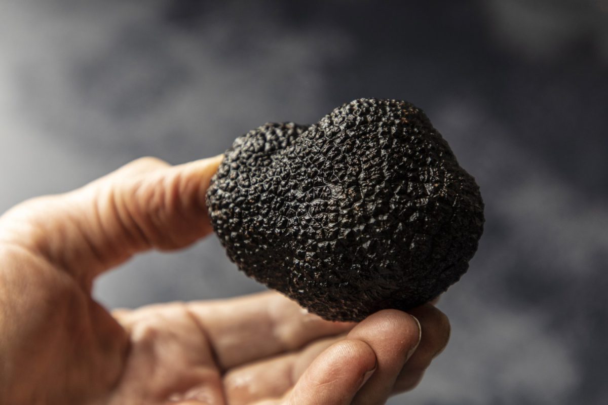 A truffle being held in a hand