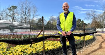 'Heartbreaking': Floriade's gardeners are scrambling to beat the heat as Canberra's spring comes early