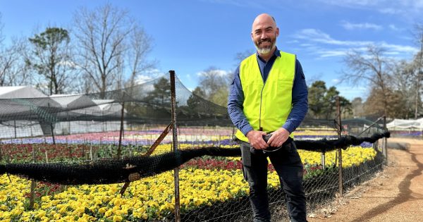 'Heartbreaking': Floriade's gardeners are scrambling to beat the heat as Canberra's spring comes early