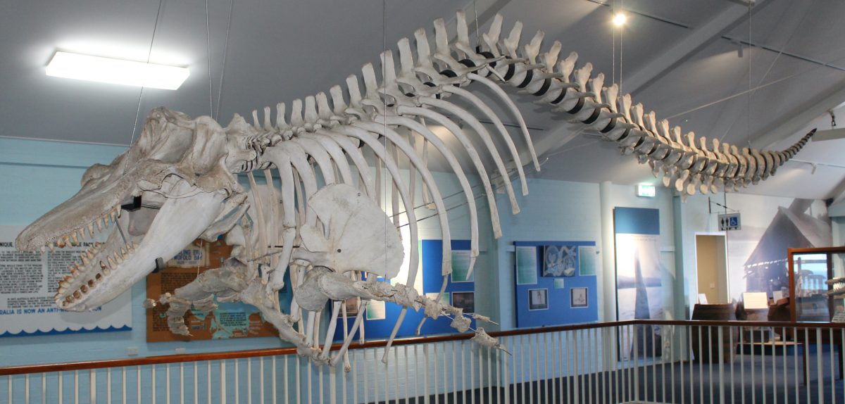 A whale skeleton mounted from the ceiling