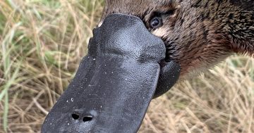 Wanted: Citizen scientists to find, watch and help protect our platypus population