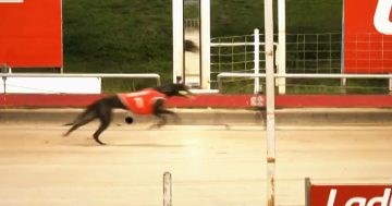 Calls for urgent reform after another Greyhound Racing death in the Riverina