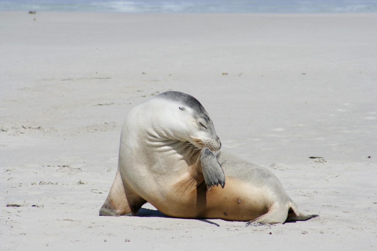 seal on a beach