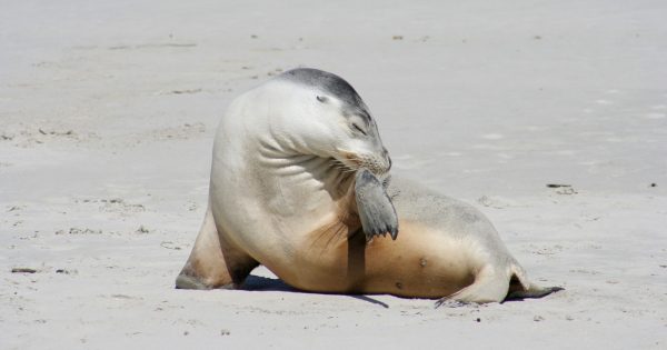 Authorities warn people to watch out for seals coming ashore to rest when the seas are rough