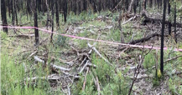 Forestry Corporation fined $360,000 over harmful South Coast logging