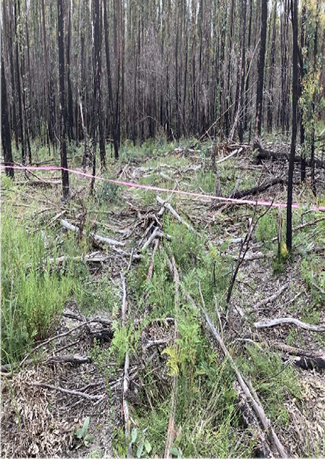 An EPA officer took this photo of the logging in Yambulla State Forest in July 2020.