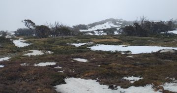 Plane goes missing in Snowy Mountains, multi-agency search underway