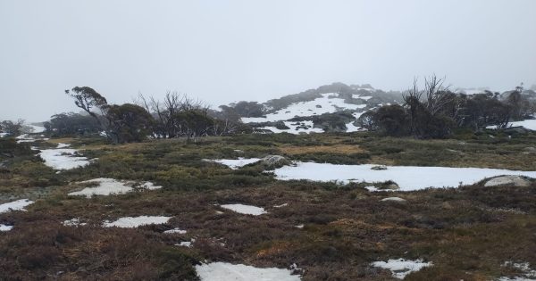 Plane goes missing in Snowy Mountains, multi-agency search underway
