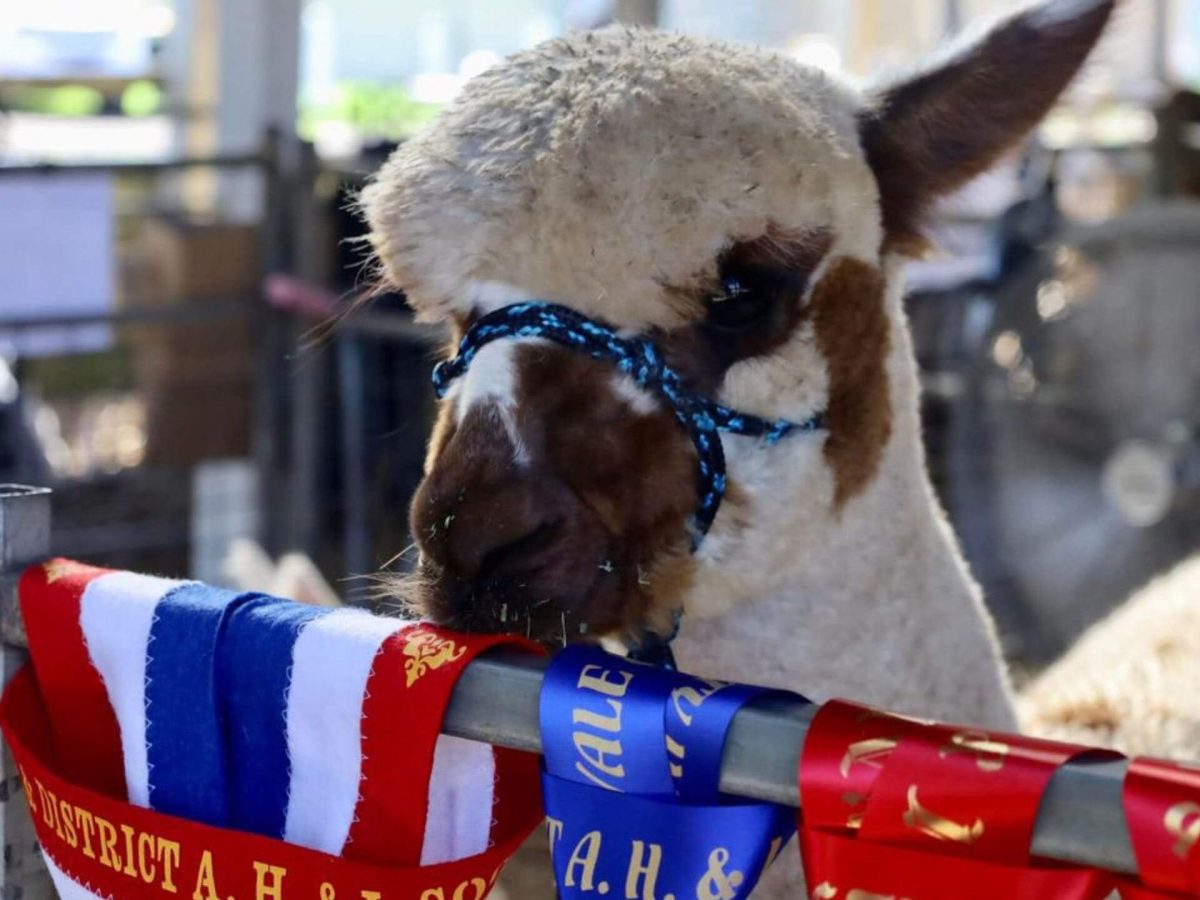 an alpaca with ribbons from a show