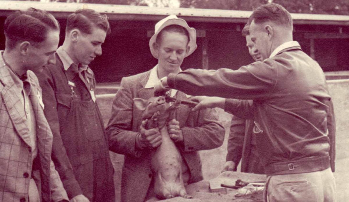 old photo of young men holding a baby pig