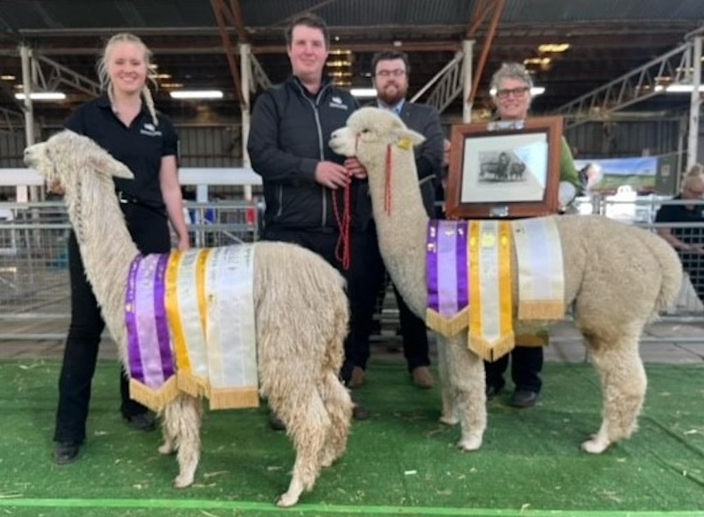 At the Charles Ledger Alpaca Show are Rugby Williams of Suri Alliance Alpacas with the supreme Suri, Surilana Jannine and Max Matthew of Precision Alpacas with the supreme Huacaya – Precision Mother May I. They are with apprentice judge Jonathon Provis-Vincent and judge Molly Gardner from New Zealand who is holding a picture of the alpacas Charles Ledger brought to Australia. 