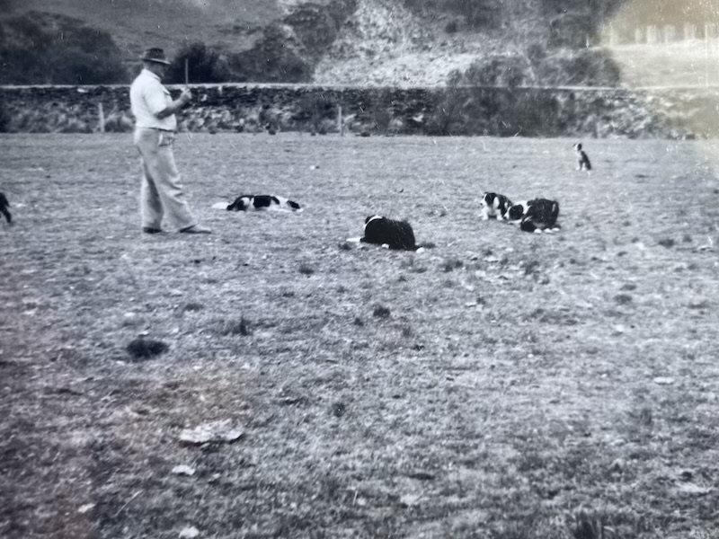 Victor Mills training his border collies. The wall in the background made of packed slate was raised to divert the Tarlo River around the Chatsbury slate quarry. Behind the wall is the heavily scarred hill above the quarry. 