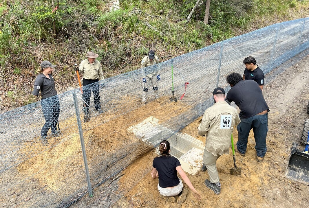 The two-metre-long, 70-centimetre-deep swim-through system was sunk into the ground underneath the fence to keep out feral predators but allow the turtles to travel between waterholes.