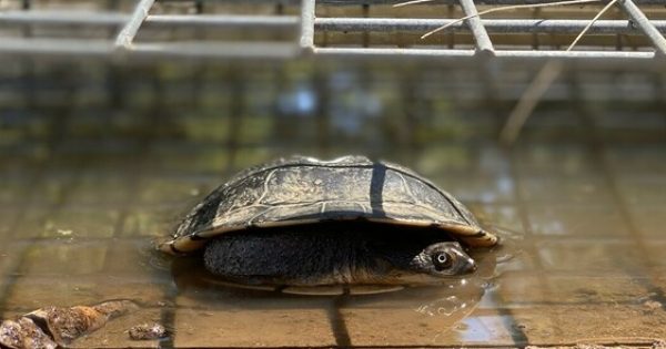 Turtle tunnels provide safe passage on ancient migratory route