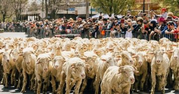 Boorowa festival offers a rollickin’ good time full of craic, woolly wonders, and a dash of Irish charm