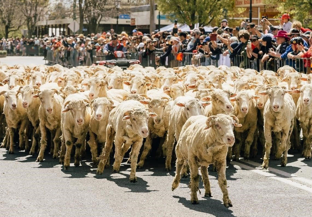 A herd of sheep walking down a street