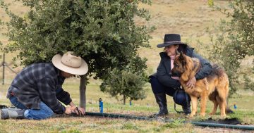 From farm dogs to truffle hounds - will these loveable pups find their true calling?