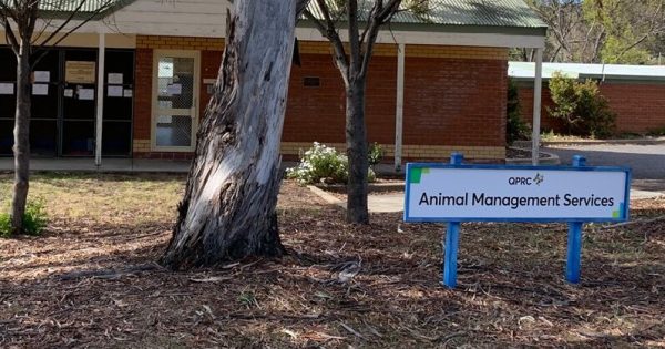 Queanbeyan pound didn't have 'appropriate disease control' before outbreak that led to dogs euthanised