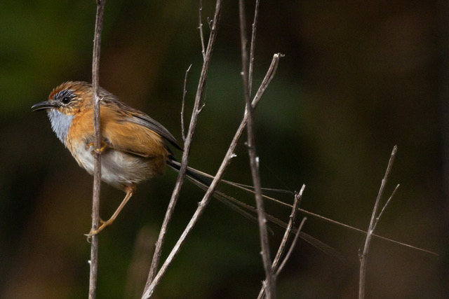 Many species of birds can be observed from the property including the rare emu wren. 