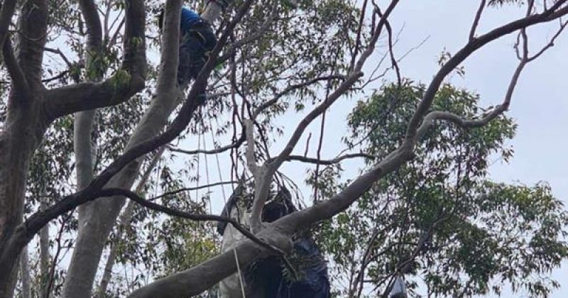 Skydiver gets stuck in tree following jump at Moruya