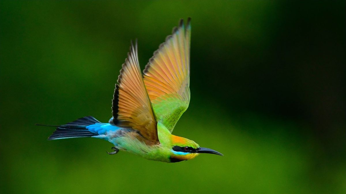 Bright green and blue bird flying, in focus, with a blurry background.