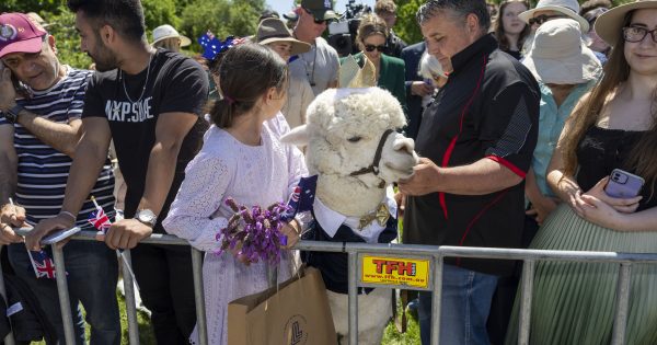 Meet Hephner, the alpaca that sneezed on the King