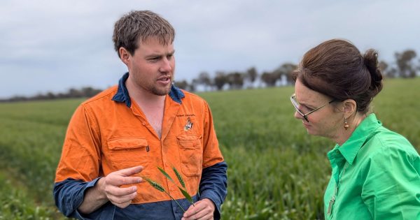 Farmers shouldering the cost of spring's savage start as harvest nears