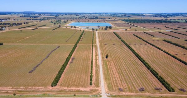 Investment firm GO.FARM to convert 2600-hectare Riverina farm into olive grove after sale by Nutella maker