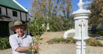 Rare tree to commemorate Hume and Hovell’s arrival in Goulburn