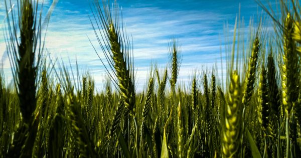 Wheat growers encouraged to enter state competition amid challenging conditions