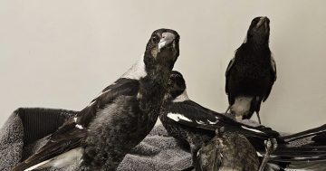 Avian flu ruled out as potenital cause of puzzling magpie deaths in Cootamundra