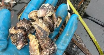 100,000 oysters allegedly stolen from Narooma