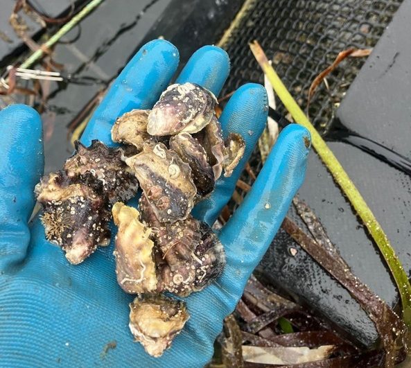 Police are investigating the alleged theft of about 100,000 young oysters from Narooma. 