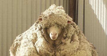 New book rams home the remarkable story of Chris the sheep - and his 41 kg fleece