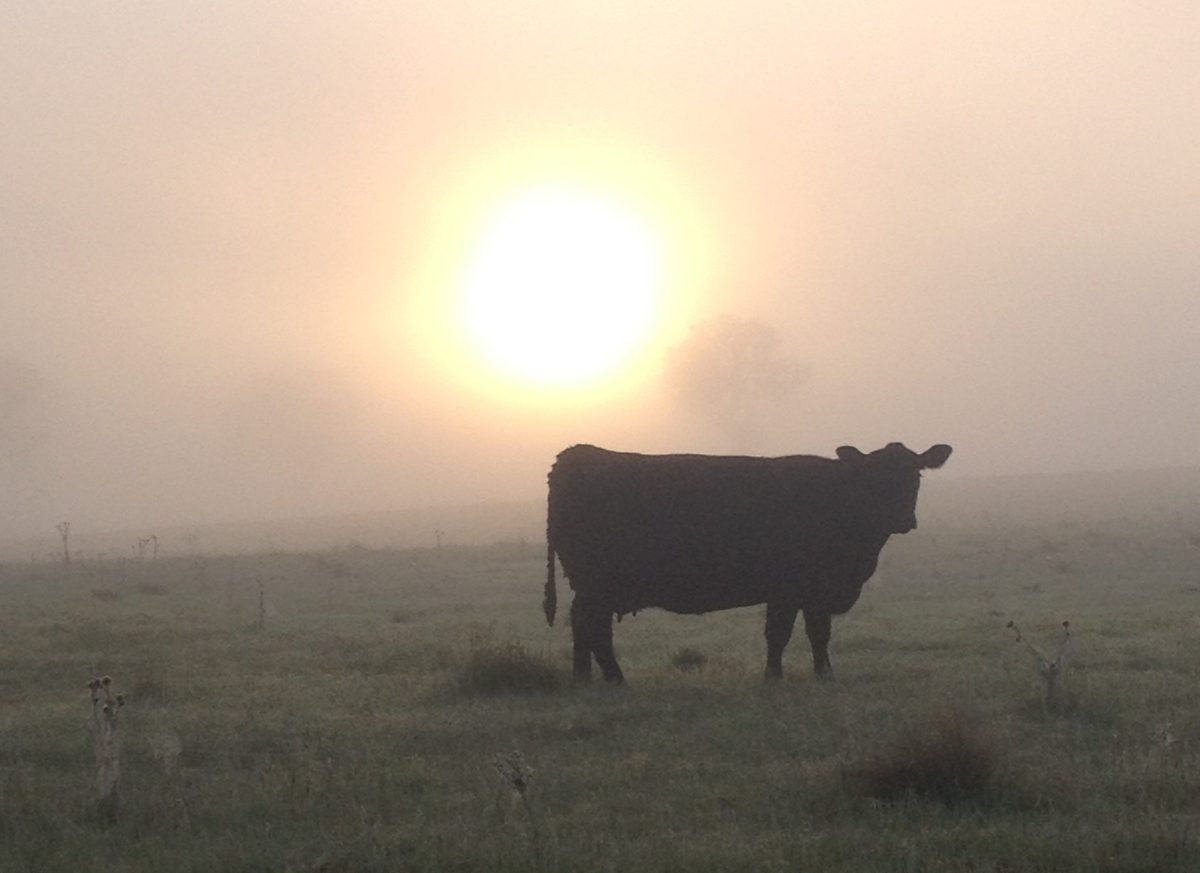 Cow in the moon light