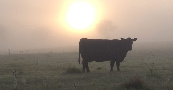 Cow allegedly shot in face with arrow on South Coast