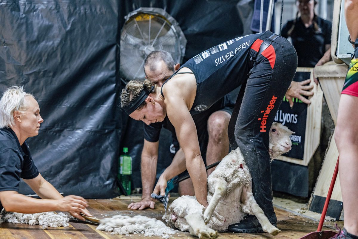 Woman shearing