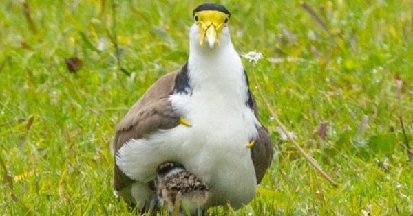 Plucky plovers protect their young at all costs, even if sometimes it's just an act