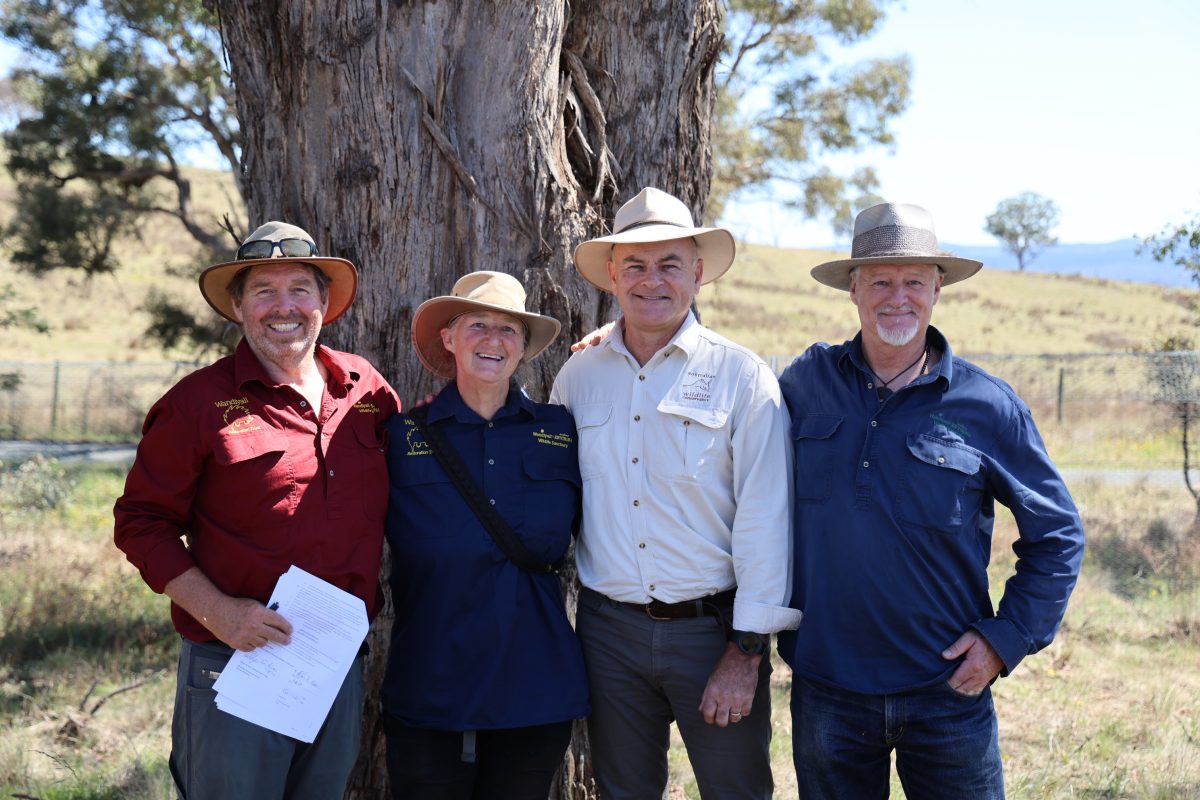 Four people in hats under a big gum tree 